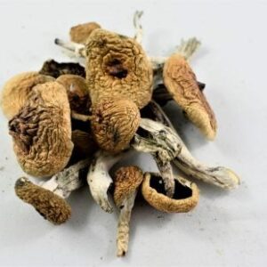 Albino Mushrooms A+ Cubensis