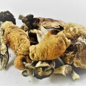 B+ Amazon Cubensis