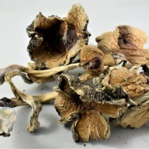 Golden Emperor Mushrooms