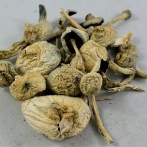 Rustywhyte Cubensis Mushrooms
